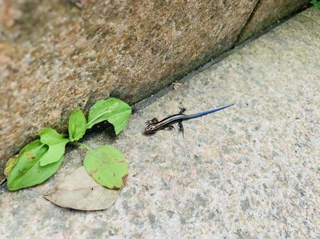 照片, nihontokage, 幼体, 活物, 