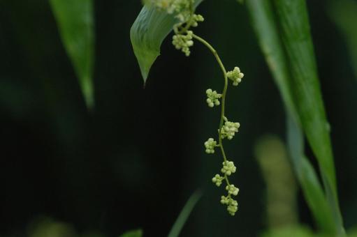 自然薯の花の写真