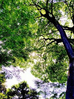 樹木 樹木 樹木,木洩れ日,日差しの写真素材