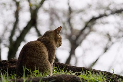 公園の野良猫 猫,野良猫,可愛い猫の写真素材