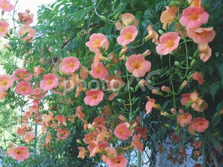 ノウゼンカズラ3 ノウゼンカズラ,凌霄花,花の写真素材