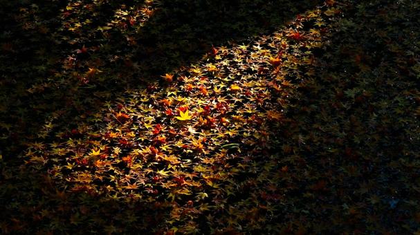 水面に浮かぶ紅葉した綺麗な落ち葉 水面に浮かぶ紅葉した綺麗な落ち葉の写真