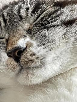猫の寝顔 猫の寝顔の写真