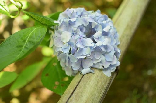 紫陽花 紫陽花の写真