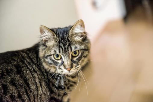 猫 猫の写真