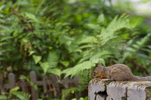 初夏の木漏れ日の中でリラックスするリス 動物,リス,小動物の写真素材
