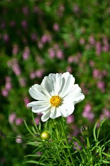秋の花:コスモス39 秋の花:コスモス39の写真