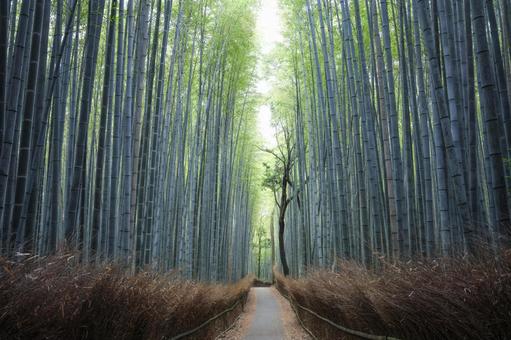誰もいない嵐山の竹林の小径 誰もいない嵐山の竹林の小径 竹林の小径,嵐山,竹林の写真素材