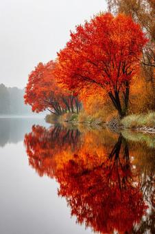 紅葉したもみじと水面 湖 紅葉したもみじと水面 湖の写真