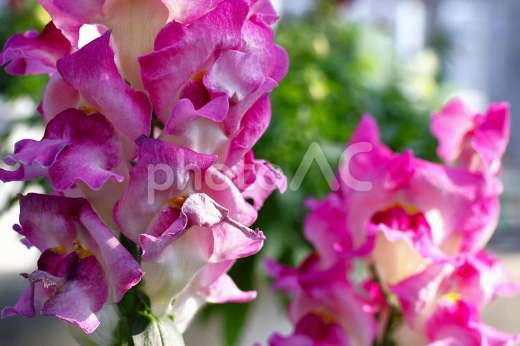１月下旬の温室のキンギョソウの花 背景,キンギョソウ,花の写真素材