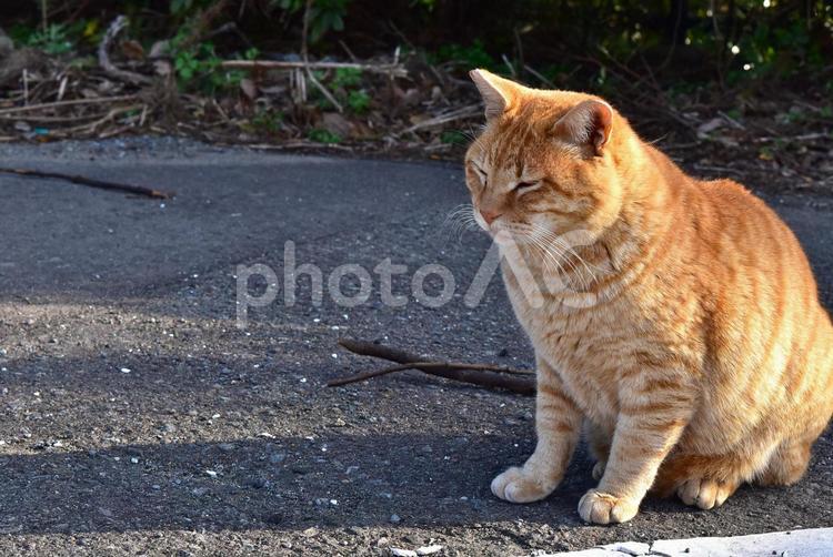 駐車場の野良猫 道端,生き物,動物の写真素材