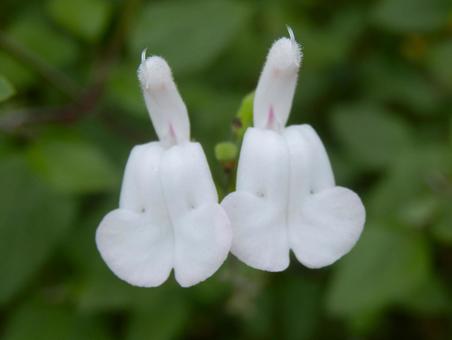 【花の写真】チェリーセージ 【花の写真】チェリーセージ チェリーセージ,シソ科,花の写真素材