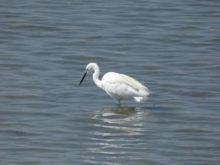 浅瀬のサギ006 浅瀬のサギ006の写真