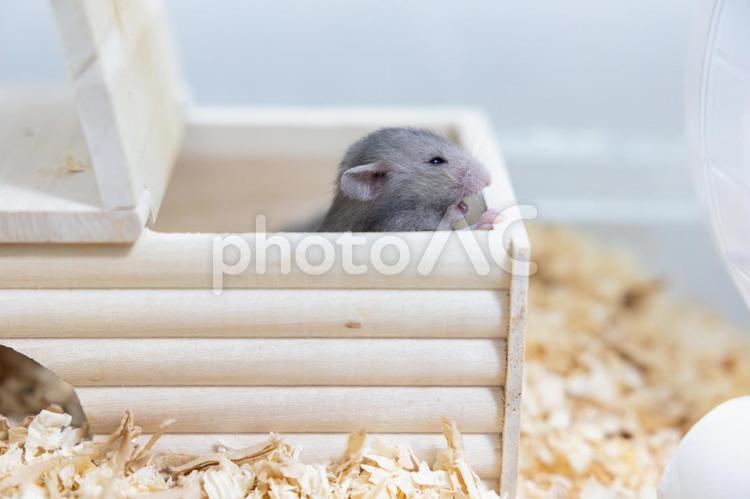 巣箱から顔を出す赤ちゃんハムスター ハムスター,ペット,ゴールデンハムスターの写真素材