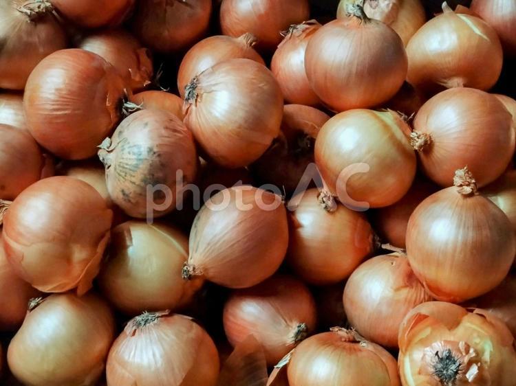 北海道産　沢山の玉ねぎ 玉ねぎ,オニオン,sサイズの写真素材