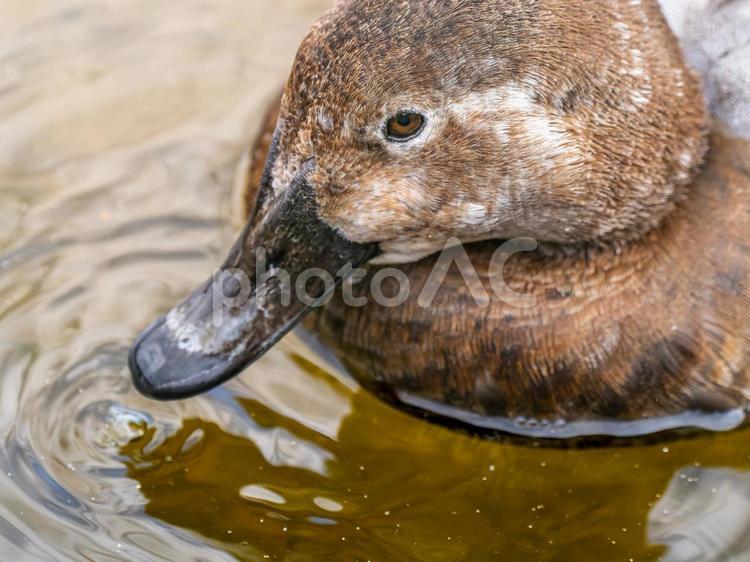 池を泳ぐホシハジロのメス ホシハジロ,鴨,野鳥の写真素材