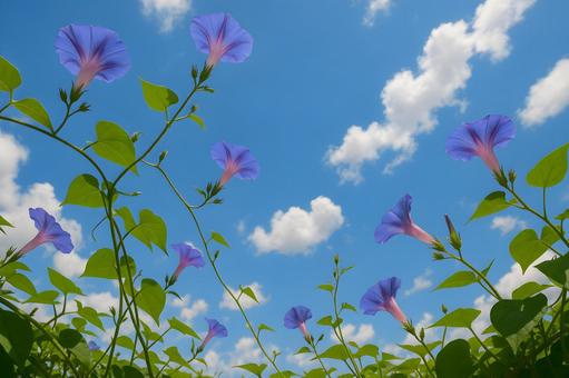 青空に咲く紫の朝顔 青空に咲く紫の朝顔の写真