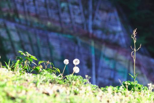 たんぽぽの綿毛② たんぽぽ,綿毛,タンポポの種の写真素材