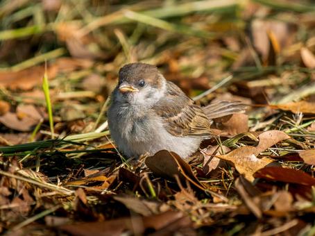 Young sparrow walking on the ground, JPG Young sparrow walking on the ground, JPG
