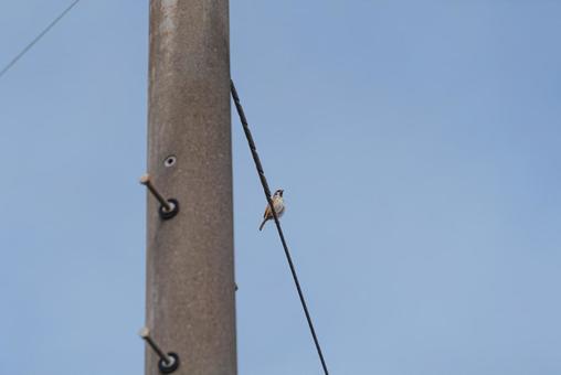 電線に止まって辺りを見回すスズメ 電線に止まって辺りを見回すスズメの写真