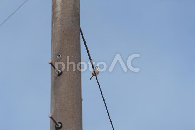電線に止まって辺りを見回すスズメ スズメ,小鳥,野鳥の写真素材
