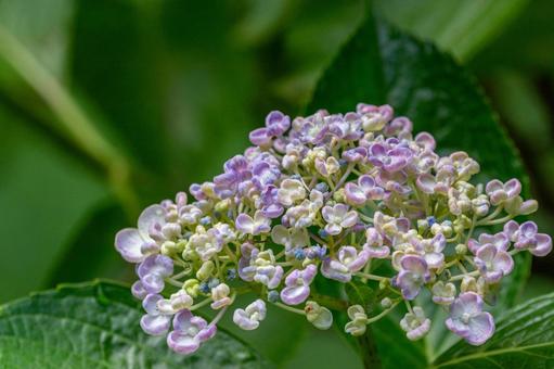 紫陽花の蕾 紫陽花の蕾の写真