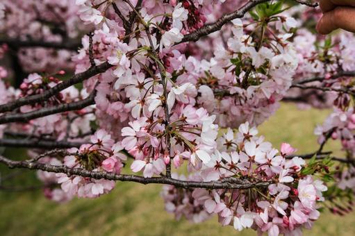 桜 桜の写真