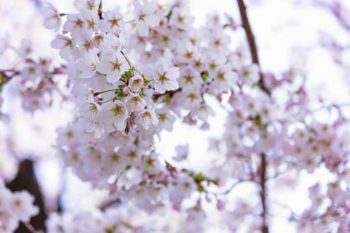 桜7 桜7の写真