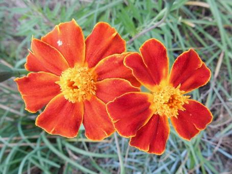 【花の写真】マリーゴールドの写真