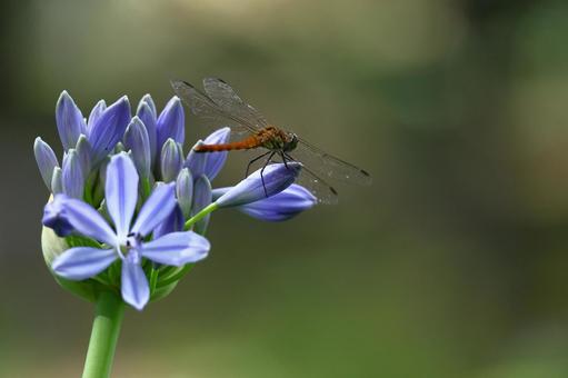 Photo, agapanthus, purple clam, murasaki kunsiran, 