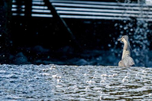 水辺のササゴイ・コピースペースの写真