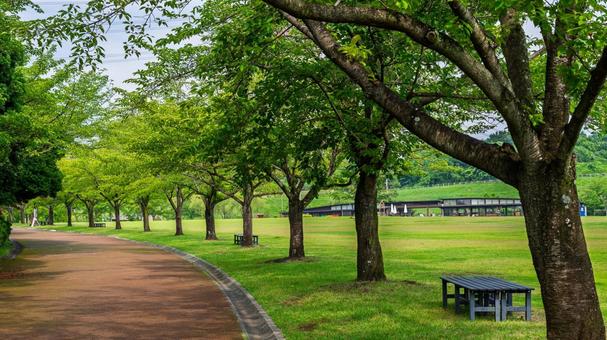 公園の道_01 公園,道,木の写真素材