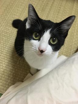 Staring at the cat, JPG Staring at the cat, JPG