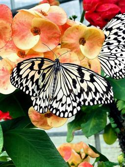 花 花の写真