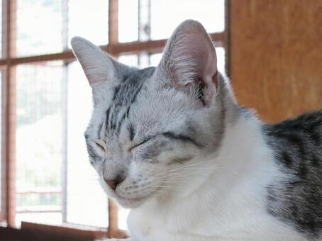 猫 猫の写真