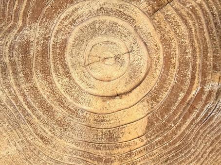 木目テクスチャ　切断面 木目,テクスチャ,背景の写真素材