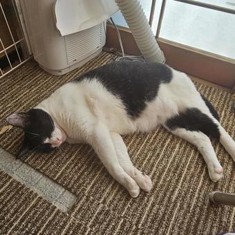 暑さに完全にだれているハチワレ母猫 暑さに完全にだれているハチワレ母猫の写真