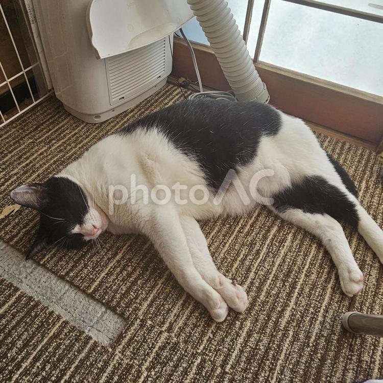 暑さに完全にだれているハチワレ母猫 猫,ねこ,にゃんこの写真素材