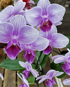 Photo, natural, flower, appreciating flowers, 