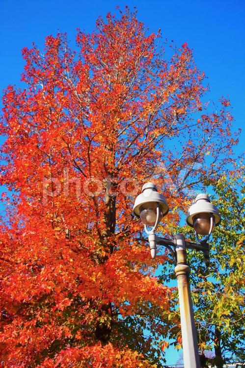 紅葉（モミジバフウ）と街灯 モミジバフウ,秋,街灯の写真素材