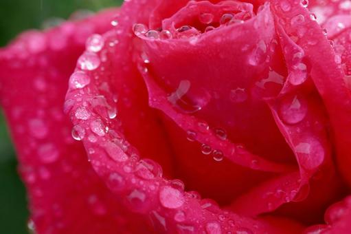 雨に濡れたバラ(マリアカラス)03 雨に濡れたバラ(マリアカラス)03 バラ,薔薇,春バラの写真素材