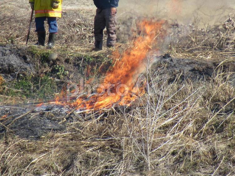 炎が立つ１月の野焼き風景 野焼き,１月,冬の写真素材