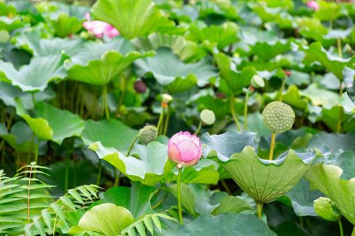 不忍池2025夏8 不忍池2025夏8 蓮の花,蕾,花托の写真素材