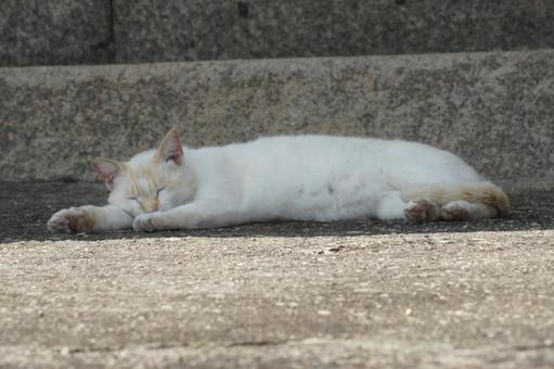 ねこ にゃんこ,可愛い,野良猫の写真素材