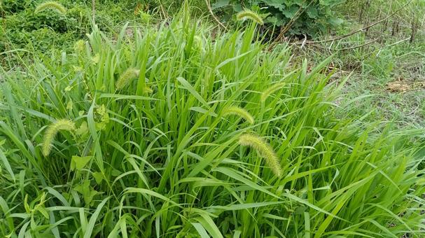 猫じゃらしの茂み 猫じゃらしの茂み 猫じゃらし,道端,雑草の写真素材
