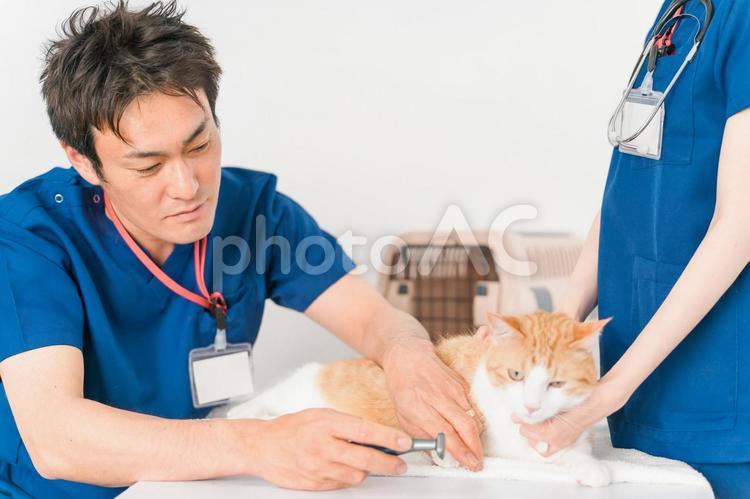 動物病院で獣医師に診察を受ける猫 獣医,トリミングサロン,トリミングの写真素材