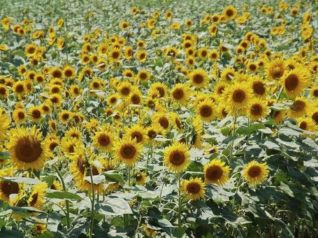 【花の写真】ひまわり畑 【花の写真】ひまわり畑の写真