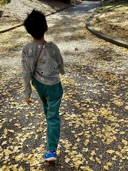 イチョウの葉の黄色の散歩道 イチョウ,銀杏,黄葉の写真素材