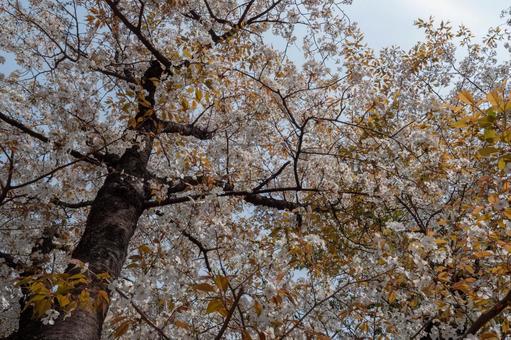 桜 桜の写真