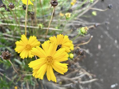 Photo, flower, summer, yellow, 